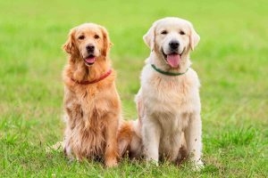 Chó Golden Retriever