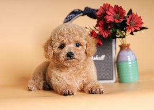 Chó Poodle
