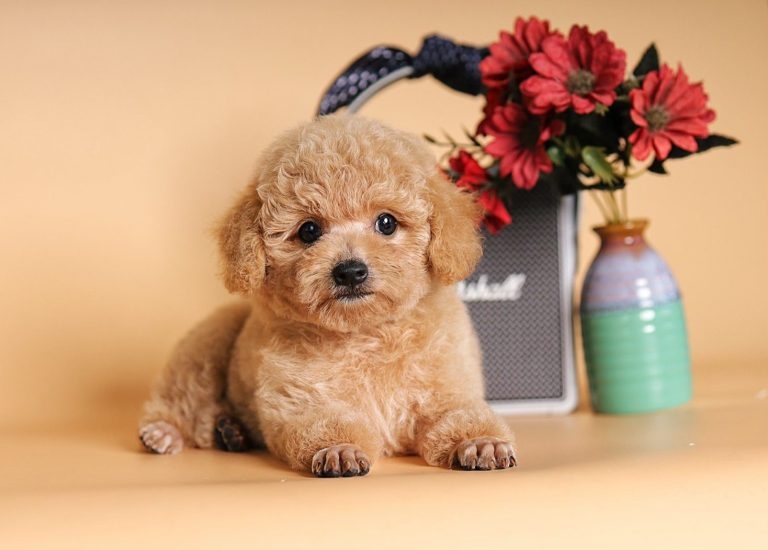 Chó Poodle