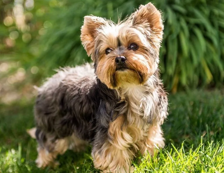 Chó sục Yorkshire Terrier