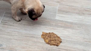 Chó bị nôn mửa