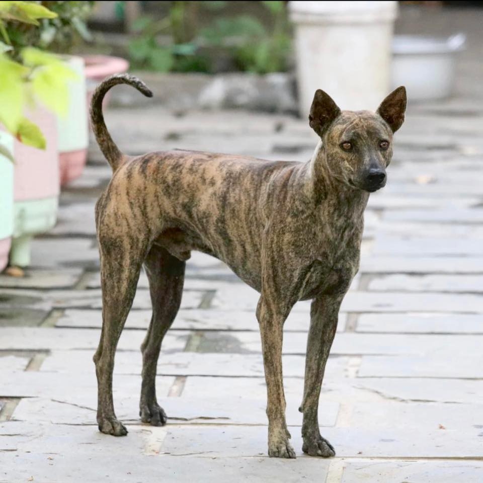 Chó Phú Quốc