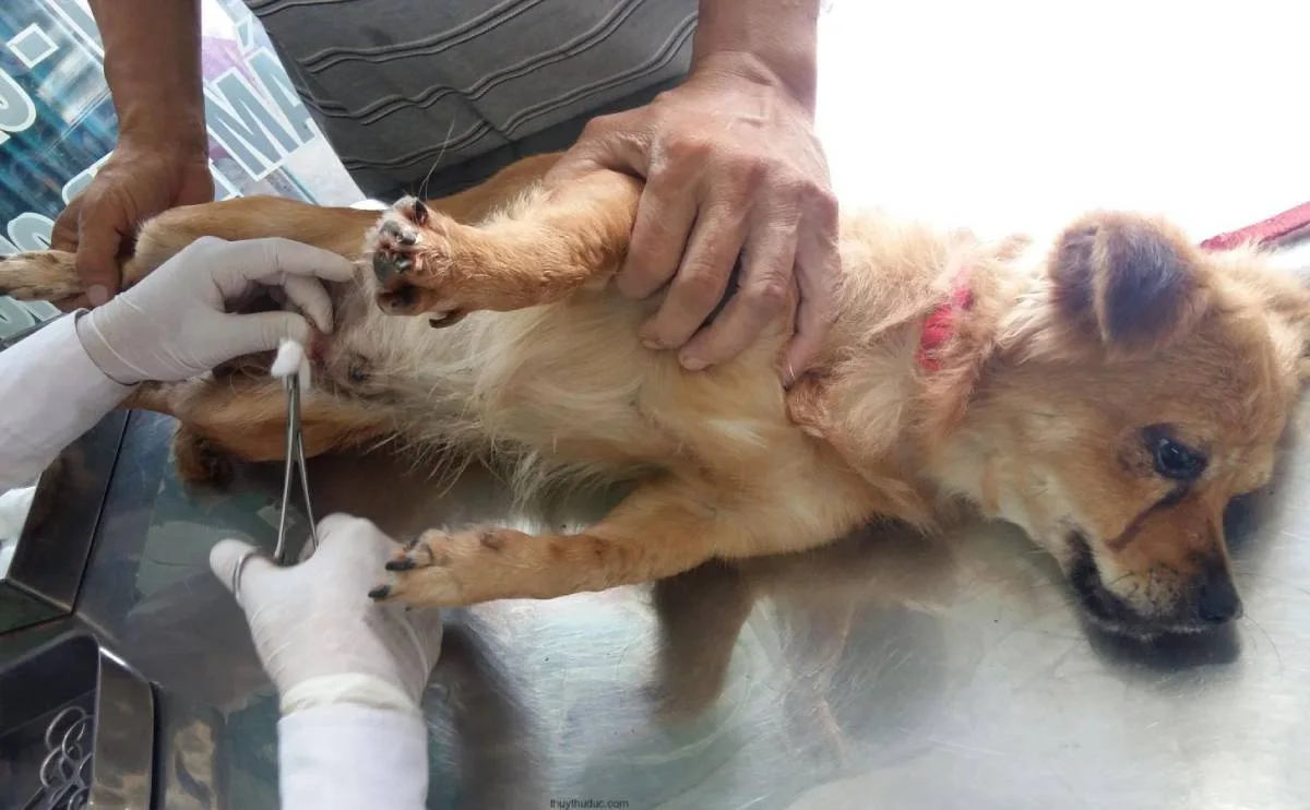 Quy trình triệt sản chó đực