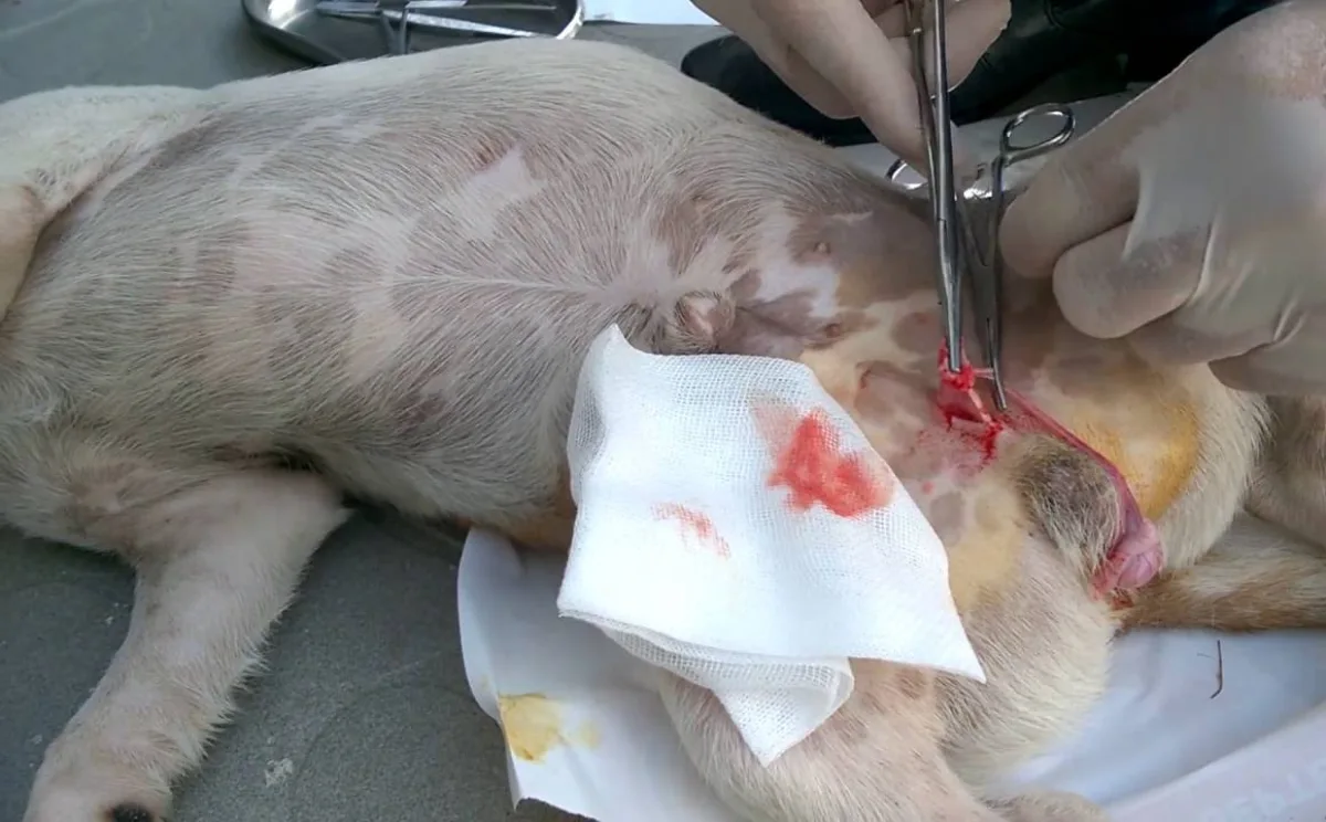 Thiến chó là gì?