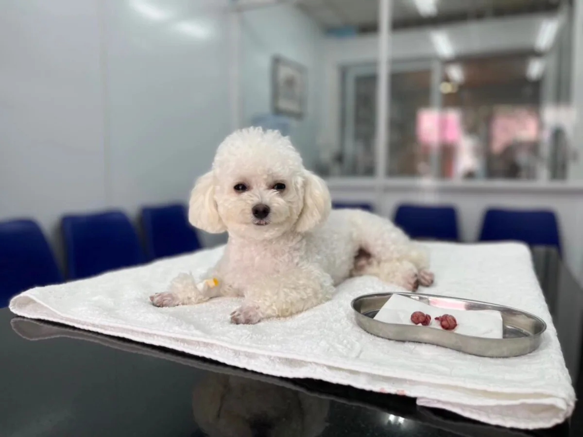 Thiến chó (Triệt sản chó đực)