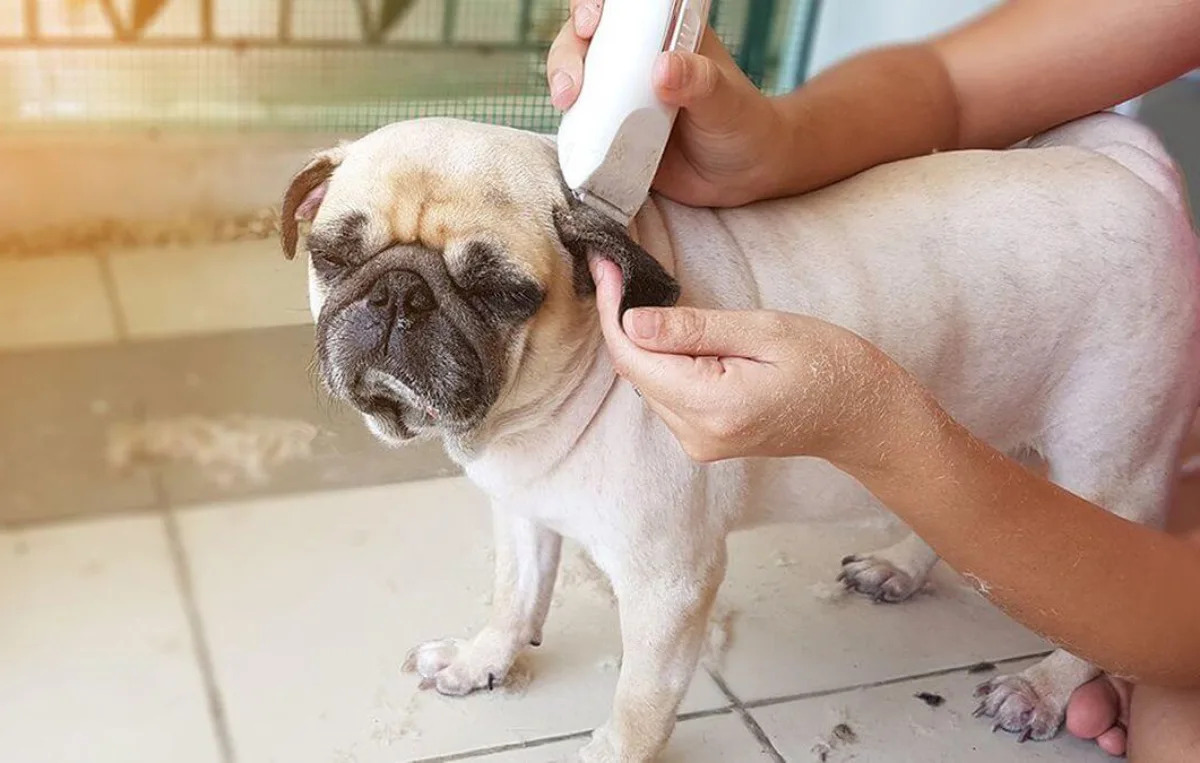 Lợi ích của việc cắt tỉa lông cho chó